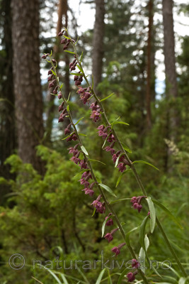 BB 05 0242 / Epipactis atrorubens / Rødflangre <br /> Juniperus communis / Einer <br /> Pinus sylvestris / Furu